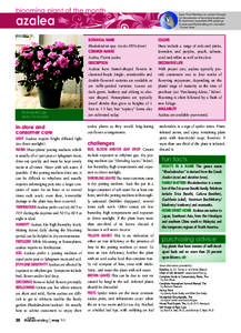 blooming plant of the month  azalea in-store and consumer care