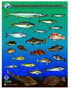 Common Subsistence and Sport Fish of Southern California  Pacific barracuda Jacksmelt  Pacific (Chub)