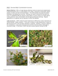 PEST: Boxwood Blight (Cylindocladium buxicola) BASIC PROFILE: BB is a fungal disease affecting mainly boxwood and related plants. It was first found in 2011 in a few Eastern U.S. states. Symptoms include dark canker stri