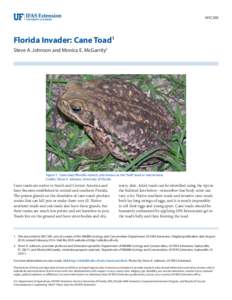 Biology / Cane toad / Anaxyrus / Bufo / Southern Toad / Frog / Institute of Food and Agricultural Sciences / Oak toad / True toad / Toads / Herpetology / Fauna of Australia