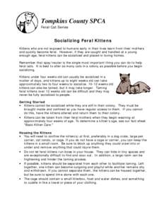 Tompkins County SPCA Feral Cat Series Socializing Feral Kittens Kittens who are not exposed to humans early in their lives learn from their mothers and quickly become feral. However, if they are caught and handled at a y