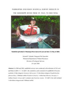 PADDLEFISH (POLYODON SPATHULA) SURVEY RESULTS IN THE MISSISSIPPI RIVER FROM ST. PAUL TO RED WING Paddlefish gillnetted in Mississippi River below US Lock and Dam 3 in May of[removed]Konrad P. Schmidt, Nongame Fish Speciali
