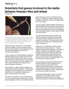 Scientists find genes involved in the battle between Hessian flies and wheat