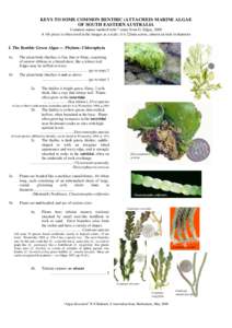 Microsoft Word - green algae.doc