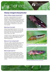 Fact sheet Glassy-winged sharpshooter What is Glassy-winged sharpshooter? Reyes Garcia III, USDA Agricultural Research Service, Bugwood.org