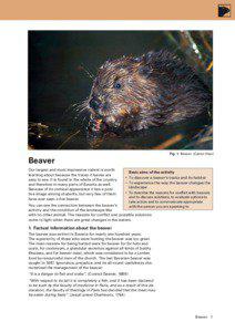 Beaver / Muskrat / Coypu / North American Beaver / Beaver in the Sierra Nevada / Fauna of Europe / Beavers / Fur trade