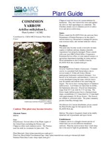 Plant Guide COMMMON YARROW Achillea millefolium L. Plant Symbol = ACMI2 Contributed by: USDA NRCS National Plant Data