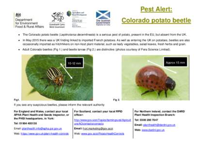 Pest Alert: Colorado potato beetle  The Colorado potato beetle (Leptinotarsa decemlineata) is a serious pest of potato, present in the EU, but absent from the UK.