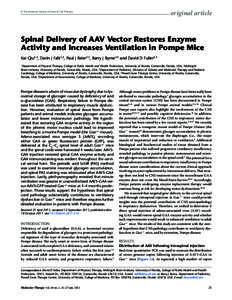 original article  © The American Society of Gene & Cell Therapy Spinal Delivery of AAV Vector Restores Enzyme Activity and Increases Ventilation in Pompe Mice