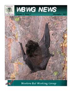 Biology / Leptonycteris / Bats / Animal flight / Little brown bat / Pallid bat / Zoology / Pollinators / Mouse-eared bats / Night
