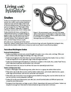 Snakes Snakes are among the most misunderstood of all animals. As a result, many harmless, beneficial snakes have met untimely deaths at the hands of shovel-wielding humans. Of the dozen of so species of snakes found in 
