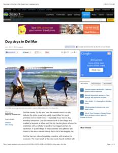 Dog days in Del Mar | The Desert Sun | mydesert.com