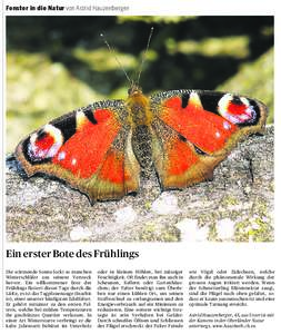 Fenster in die Natur von Astrid Hauzenberger  Ein erster Bote des Frühlings Die wärmende Sonne lockt so manchen Winterschläfer aus seinem Versteck hervor. Ein willkommener Bote des