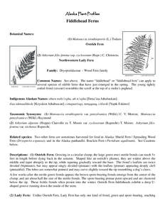 Alaska Plant Profiles, Fiddlehead Ferns