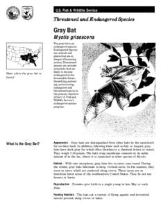 U.S. Fish & Wildlife Service  Threatened and Endangered Species Gray Bat Myotis grisescens