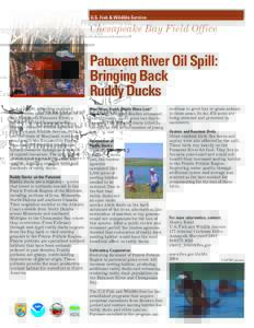 U.S. Fish & Wildlife Service  Chesapeake Bay Field Office Patuxent River Oil Spill: Bringing Back
