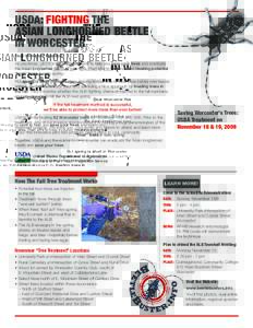 USDA: FIGHTING THE ASIAN LONGHORNED BEETLE IN WORCESTER Dear Worcester Resident, As you know, USDA is continuing its work to help you save your trees and eradicate the Asian longhorned beetle in your area. Past efforts h