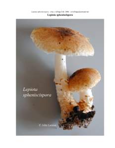 Lepiota spheniscispora – else c vellinga Feb. 2006 –   Lepiota spheniscispora Lepiota spheniscispora – else c vellinga Feb. 2006 – 