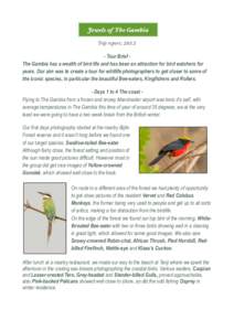 Bee-eater / Bird migration / Kingfisher / Hornbill / Roller / Turaco / Bird / Tree kingfisher / Meropidae / Ornithology / Zoology