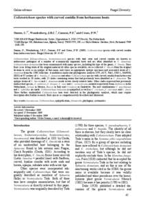 Colletotrichum truncatum / Anthriscus / HIS3 / CBS / Colletotrichum trichellum / Vermicularia