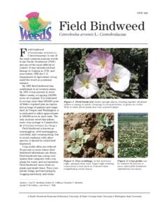 PNW 580  Field Bindweed Convolvulus arvensis L.: Convolvulaceae  ield bindweed