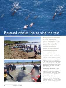 Rescued whales live to sing the tale A groundbreaking experiment by DPIW scientists has proved that stranded whales survive after rescue. This revelation reverberated