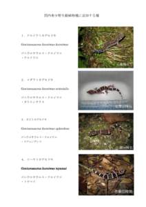 国内希少野生動植物種に追加する種  １．クロイワトカゲモドキ Goniurosaurus kuroiwae kuroiwae ゴニウロサウルス・クロイワエ