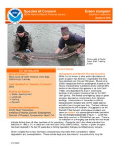 Species of Concern  Green sturgeon NOAA National Marine Fisheries Service