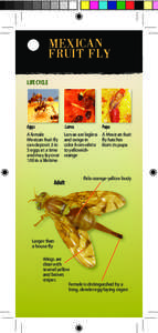 Agricultural pest insects / Housefly / Muscidae / Anastrepha ludens / Bactrocera / Melon fly / Rhagoletis indifferens / Tephritidae / Phyla / Protostome