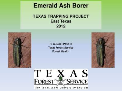 Emerald Ash Borer TEXAS TRAPPING PROJECT East Texas[removed]H. A. (Joe) Pase III