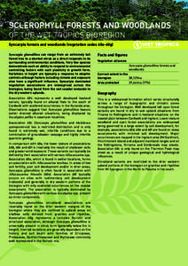 OF THE WET TROPICS BIOREGION Syncarpia forests and woodlands (vegetation codes 60a-60g) Syncarpia glomulifera can range from an extremely tall forest tree to a stunted shrub as a direct responds to its surrounding enviro