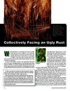 JACK DYKINGA (K7878-1)  ARS scientists are evaluating U.S. wheat lines for rust resistance in hopes of giving U.S. wheat