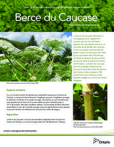 FEUILLE DE RENSEIGNEMENTS SUR LES ESPÈCES ENVAHISSANTES  Berce du Caucase (Heracleum mantegazzianum)