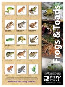 Hyla / Chorus frogs / Lithobates / Gopher Frog / Osteopilus / Grass frog / Southern Leopard Frog / Koury / Little Grass Frog / Hylinae / Rana / Herpetology