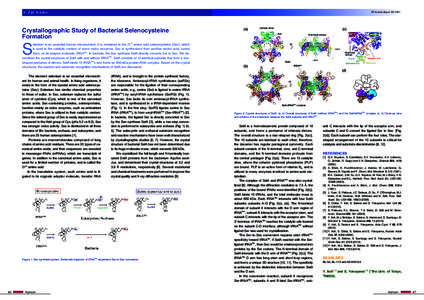 4 Life Science  PF Activity Report 2013 #31 Crystallographic Study of Bacterial Selenocysteine Formation