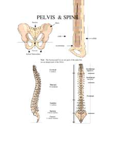 PELVIS & SPINE Sacrum Ilium  ASIS