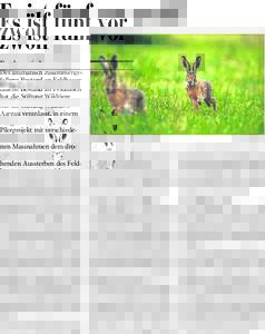 Es ist fünf vor zwölf Der dramatisch zusammengefallene Bestand an Feldhasen hat die Stiftung Wildtiere Aargau veranlasst, in einem Pilotprojekt mit verschiedenen Massnahmen dem drohenden Aussterben des Feldhasen entgeg