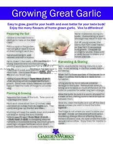 Growing Great Garlic Easy to grow, good for your health and even better for your taste buds! Enjoy the many flavours of home grown garlic. Vive la differénce! Preparing the Soil October is the best time to plant garlic 
