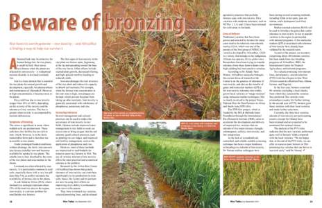 by Savitri Mohapatra  Lines of defense Rice faces its own kryptonite—iron toxicity—and AfricaRice is finding a way to help rice survive it
