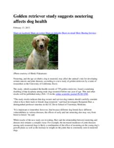 Golden retriever study suggests neutering affects dog health February 13, 2013 Share on facebook Share on twitter Share on linkedin Share on email More Sharing Services  (Photo courtesy of Hiroki Nakamura)