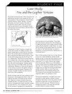 S t u de n t P age  Case Study: Fire and the Gopher Tortoise The gopher tortoise provides a clear example of the relationships between forest species and fire. This