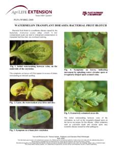 Phymatotrichopsis omnivora control with fungicides