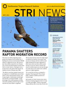 stri.si.edu/sites/strinews  NOV 7, 2014 A juvenile Swainson’s hawk flies by Panama City’s Ancon Hill on Sun, Nov. 2 during a record-setting