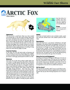 Arctic Fox  Wildlife Fact Sheets Alopex lagopus