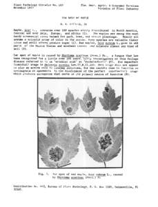 Rhytisma acerinum / Acer rubrum / Acer saccharum / Acer platanoides / Acer saccharinum / Eutypella parasitica / Flora of the United States / Ornamental trees / Maple
