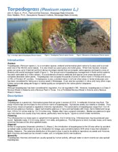 Torpedograss (Panicum repens L.) John D. Byrd, Jr., Ph.D., Plant and Soil Sciences , Mississippi State University Victor Maddox, Ph.D., Geosystems Research Institute, Mississippi State University Fig 1. A monotypic stand