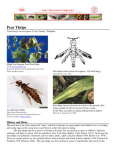 IDL  INSECT DIAGNOSTIC LABORATORY Cornell University, Dept. of Entomology, 2144 Comstock Hall, Ithaca NY[removed]Pear Thrips