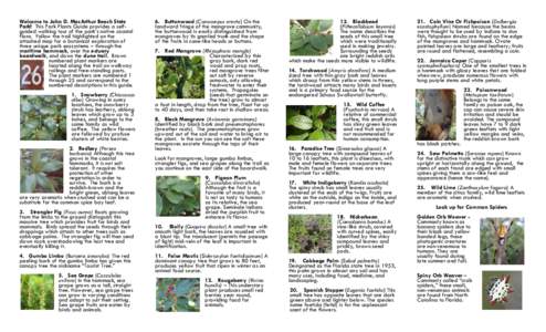 Halophytes / Flora of Indonesia / Avicennia germinans / Coccoloba uvifera / Rhizophora mangle / Bursera simaruba / Tropical hardwood hammock / Conocarpus erectus / Flora / Biogeography / Mangroves