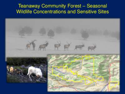 Teanaway Community Forest – Seasonal Wildlife Concentrations and Sensitive Sites Seasonal Wildlife Concentration Areas Ungulate distribution – Aerial surveys