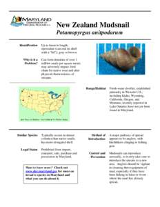 New Zealand Mudsnail Potamopyrgus anitpodarum Identification Up to 6mm in length; operculate (can seal its shell